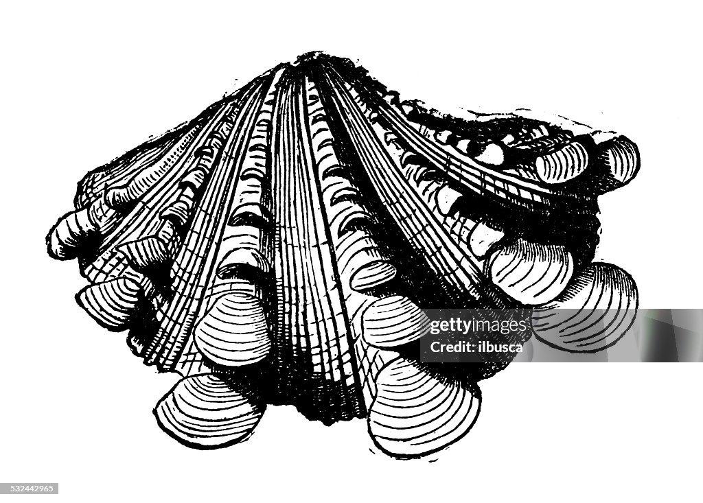 Antique illustration of Tridacna squamosa (fluted giant clam)