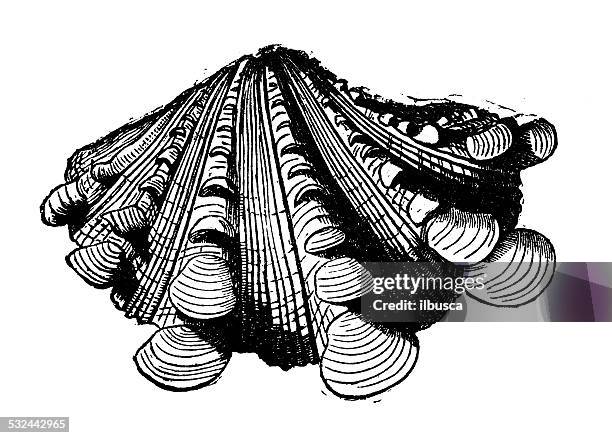 antique illustration of tridacna squamosa (fluted giant clam) - small-giant-clam stock illustrations