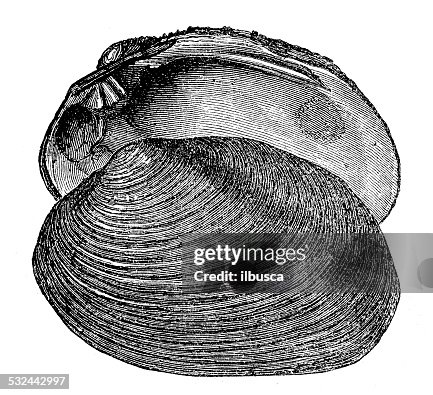 Antique Illustration Of Unio Littoralis Shell Seashell Conch Shell High ...