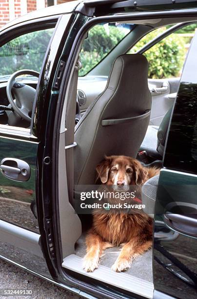 dog in minivan - savage dog stock pictures, royalty-free photos & images