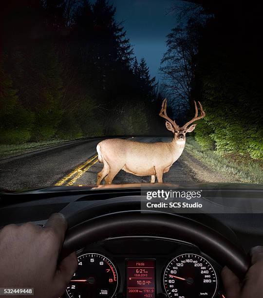 deer in headlights on road seen from car window - interno di automobile foto e immagini stock
