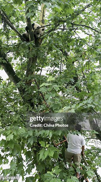 Giving Tree Injections 338 Tree Injections Stock Photos, High-Res Pictures, and Images - Getty ...