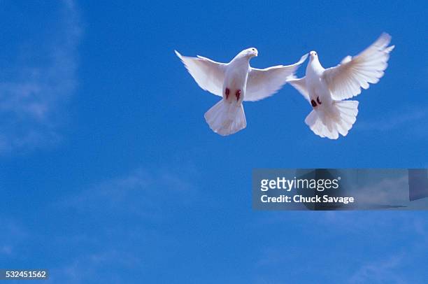 pair of doves in flight - white pigeon stock-fotos und bilder