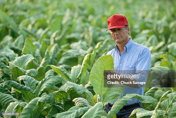farmer inspecting tobacco - tobacco workers photos et images de collection