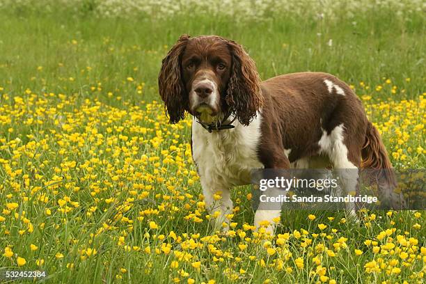 an english springer spaniel dog in a field of buttercups... - english springer spaniel stock pictures, royalty-free photos & images