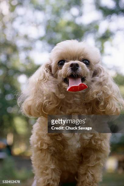 poodle stickin out tounge - savage dog stock pictures, royalty-free photos & images
