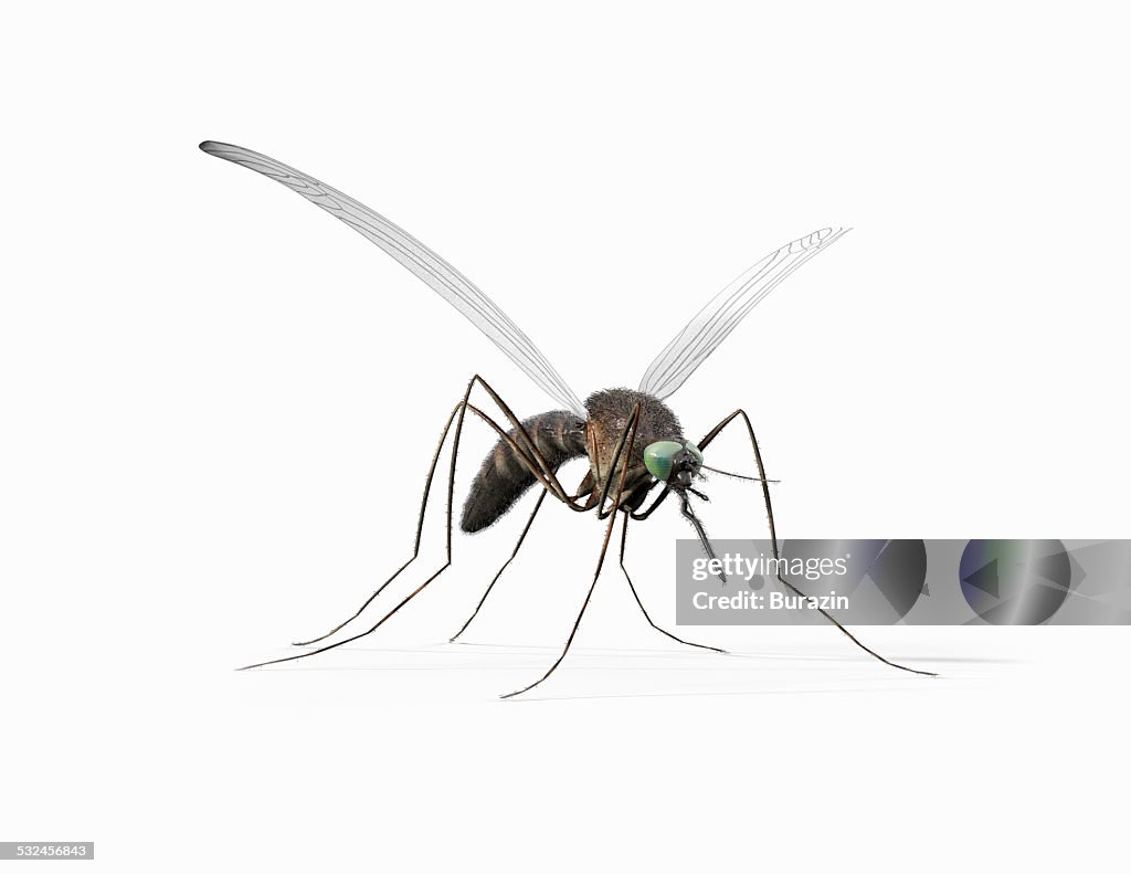 Mosquito