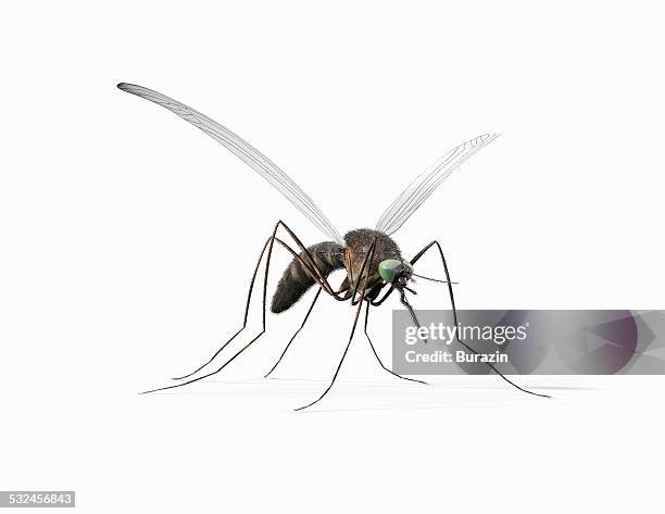 mosquito - zanzara foto e immagini stock