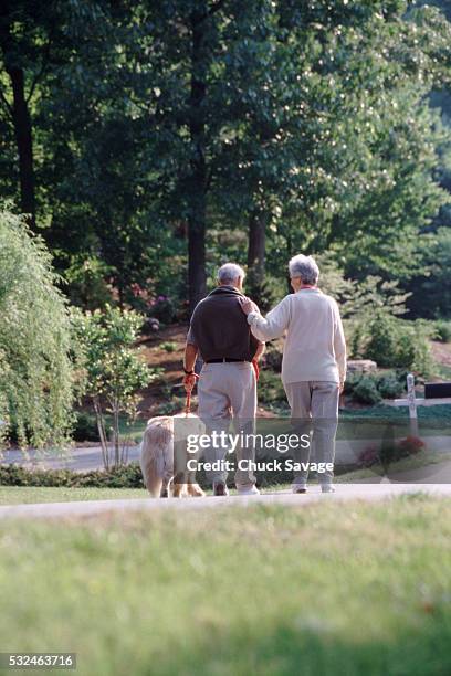 walking the dog in the park - savage dog stockfoto's en -beelden