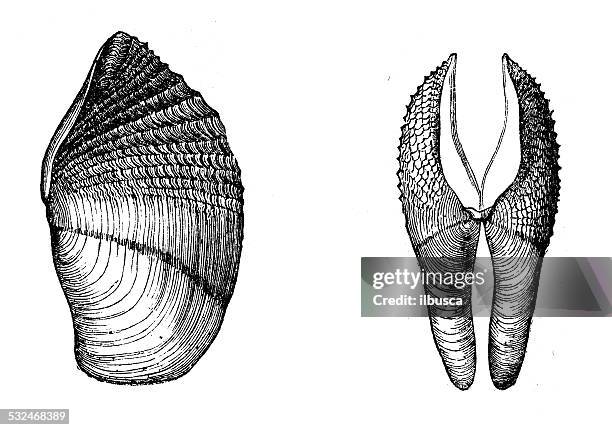 antique illustration of zirfaea crispata shell seashell conch shell - crispata stock illustrations