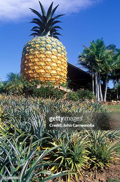 the big pineapple at sunshine plantation - the big pineapple stockfoto's en -beelden