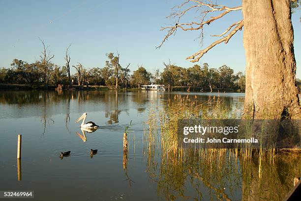 murray river in australia - mildura stock pictures, royalty-free photos & images