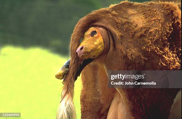 calf birthing - animal body stock pictures, royalty-free photos & images