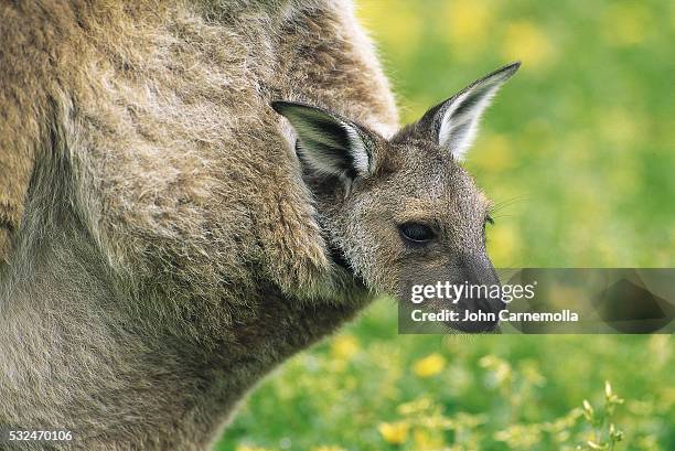 eastern gray kangaroo joey in pouch - joey kangaroo photos et images de collection