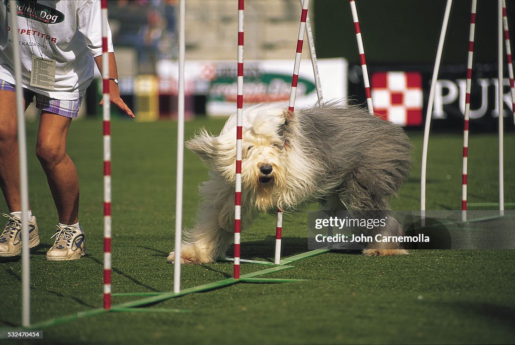 Sheepdog Performing at Sydney Royal Dog Show