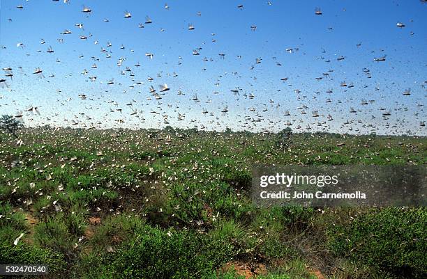 swarm of locusts - wanderheuschrecke stock-fotos und bilder