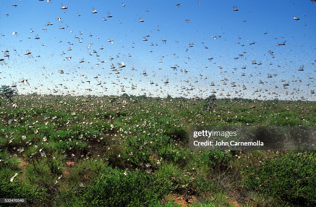 Many Locusts Swarm Of Locusts High-Res Stock Photo - Getty Images