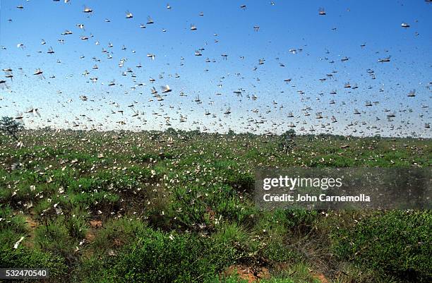 swarm of locusts - swarm stock pictures, royalty-free photos & images