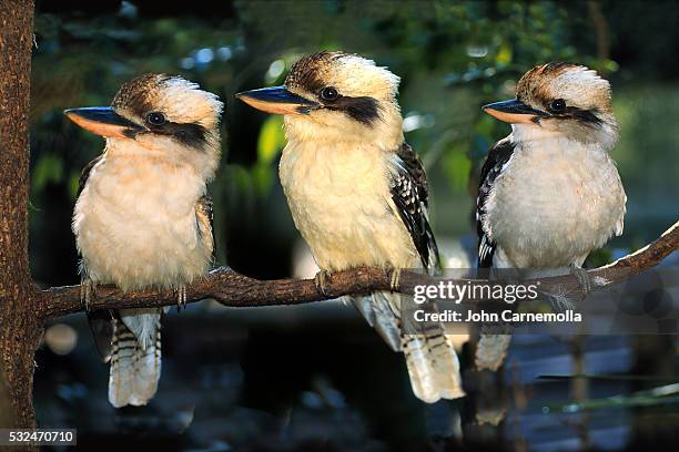 three laughing kookaburras on branch - kookaburra stock-fotos und bilder