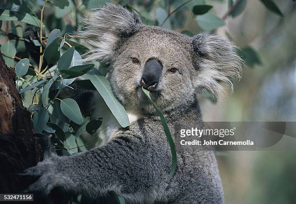 koala eating gum leaves - koala stock-fotos und bilder