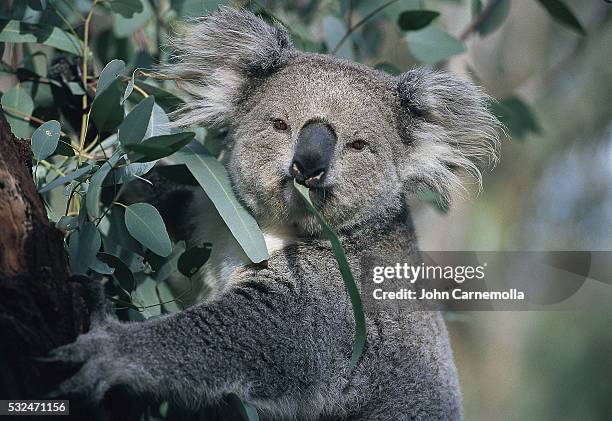 koala eating gum leaves - koala stock pictures, royalty-free photos & images