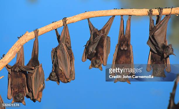 little red flying fox colony hanging from tree limb - bat mammal stock pictures, royalty-free photos & images