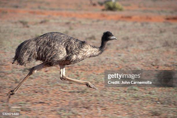 emu running in outback, australia - emu stock-fotos und bilder
