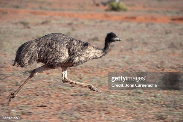 emu running in outback, australia - emú fotografías e imágenes de stock