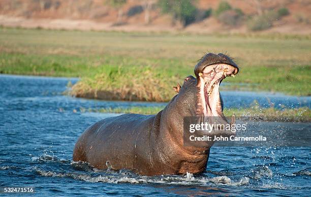 hippopotamus in the chobe river in chobe national park; botswana; africa. - hipopótamo imagens e fotografias de stock