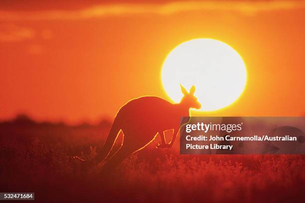 kangaroo - red kangaroo stock pictures, royalty-free photos & images