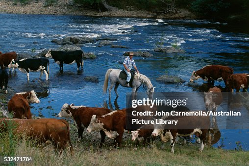 Rounding Up Cattle on Banks of Mitchell River