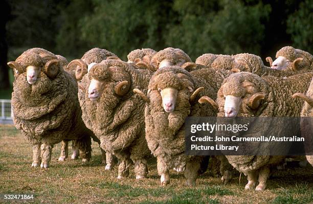 flock of merino rams - ram stock pictures, royalty-free photos & images