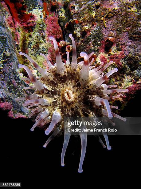 telmatactis cricoides - giant purple anemone stock pictures, royalty-free photos & images