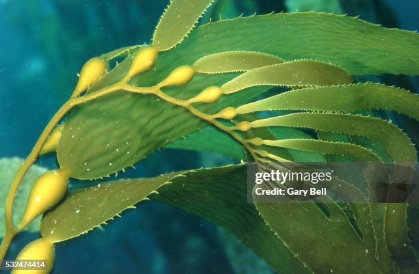green brown alga - seaweed stock pictures, royalty-free photos & images