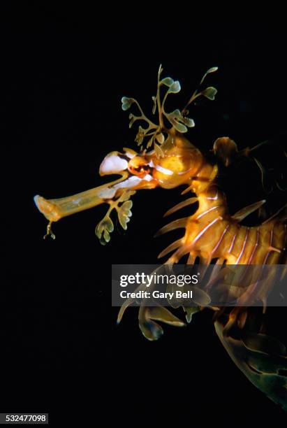 leafy sea dragon - leafy seadragons fotografías e imágenes de stock