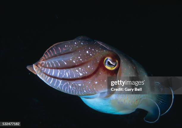 rier reef: tintenfisch (sepia latimanus) - cuttlefish stock pictures, royalty-free photos & images