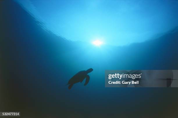 silhouette of a sea turtle - schildkröte stock-fotos und bilder