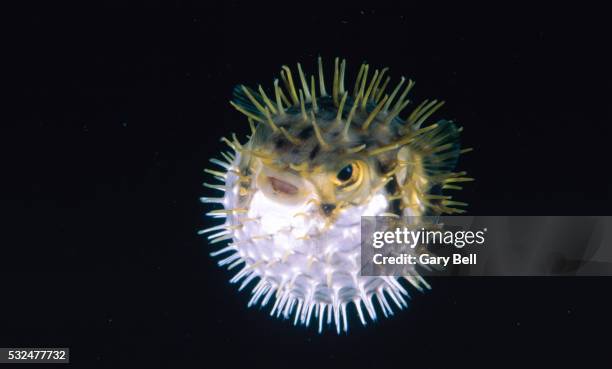 porcupine fish swimming - balloonfish stock pictures, royalty-free photos & images