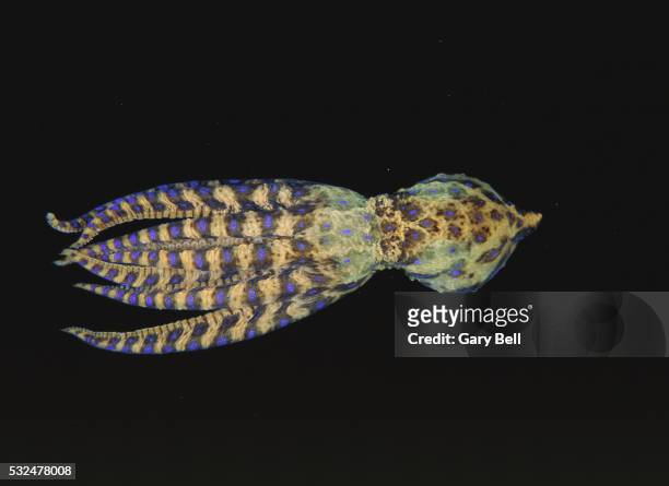 swimming blue-ringed octopus - mollusco foto e immagini stock
