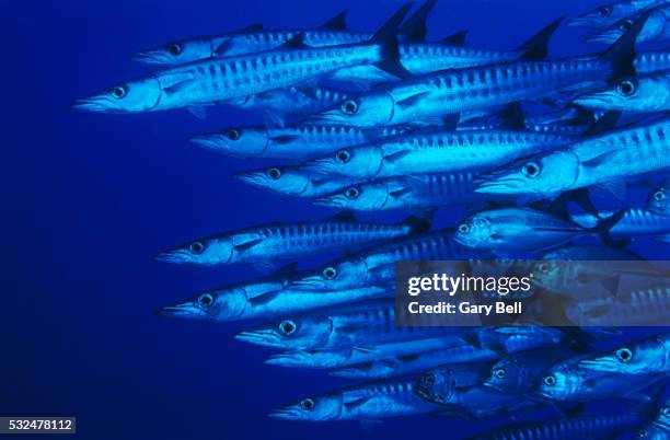 swimming school of barracudas - barracuda stock pictures, royalty-free photos & images