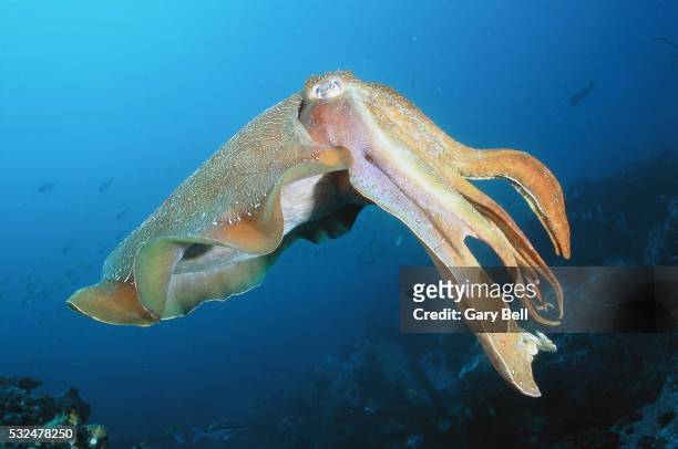 swimming cuttlefish - cuttlefish stock pictures, royalty-free photos & images