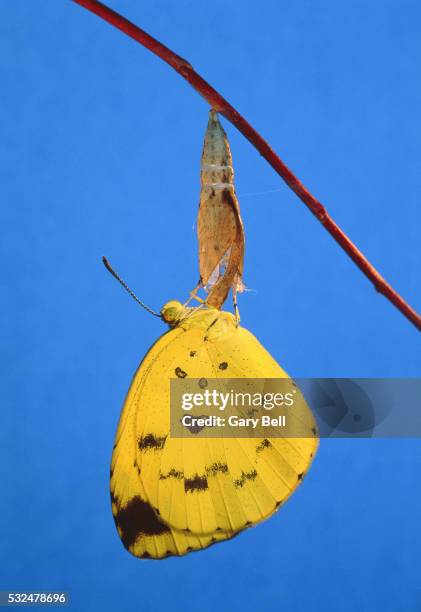 weissling butterfly hatching out of cocoon - kokong bildbanksfoton och bilder