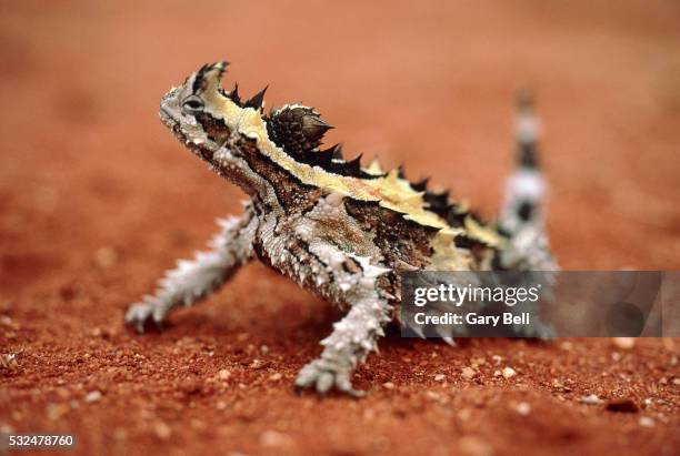 thorny devil - diabo espinhoso imagens e fotografias de stock