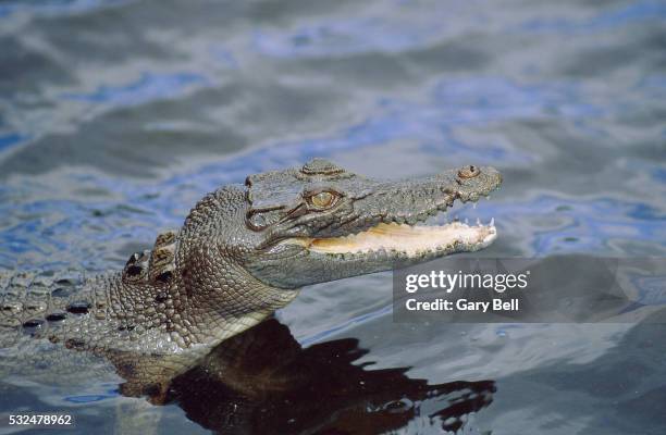 crocodile in the water - crocodile mouth open stock pictures, royalty-free photos & images