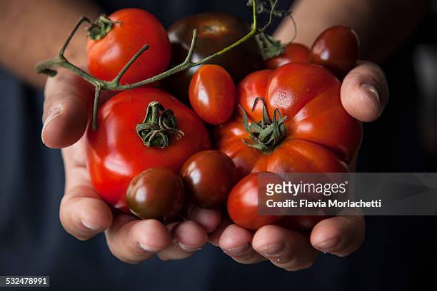hands holding few tomatoes varieties - raf stock pictures, royalty-free photos & images