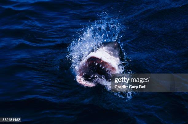 shark with open mouth on the water surface - shark attack stock pictures, royalty-free photos & images