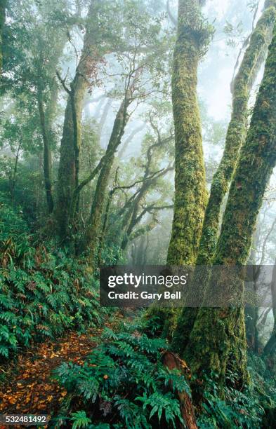 path leading through tropical rain forest - musgo - fotografias e filmes do acervo