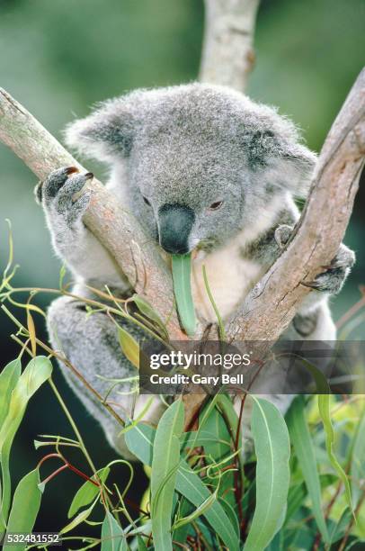 koala in a tree - koala eating stock-fotos und bilder