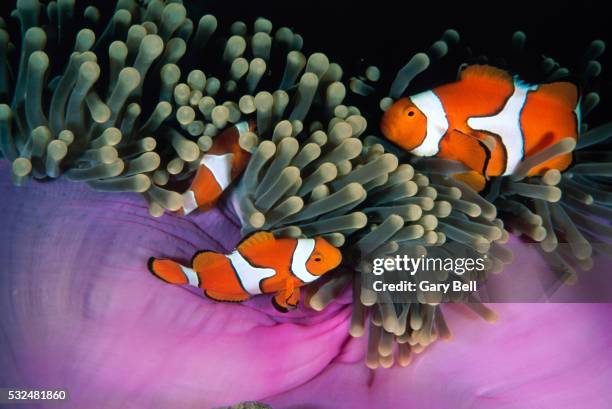 tree anemone fish swimming through sea anemones - violetta bell foto e immagini stock