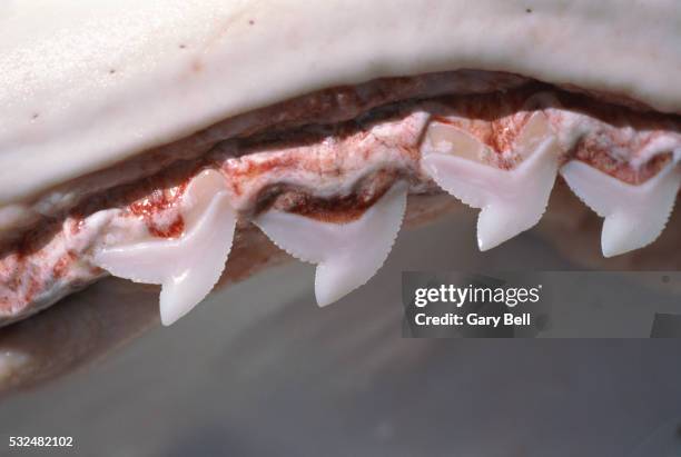 teeth of tiger shark - tiger shark teeth stock pictures, royalty-free photos & images